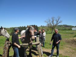 JARDINS et CHEVAUX